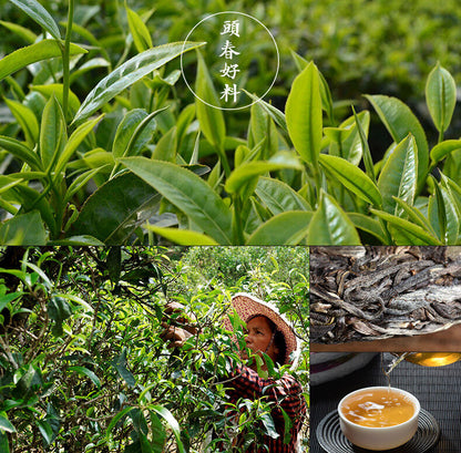 2017 Yunnan bangwai Village spring old tree Pu erh Tea Arbres raw Cake tee 357g