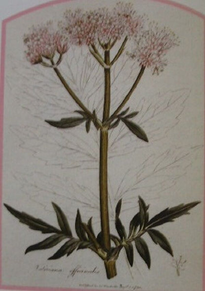 VALERIAN ROOT WILDCRAFTED HERBAL TEA 250g Valeriana officinalis Dried Herb