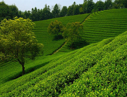 100g Chinese Ripe Pu Erh Tea Natural Tuocha Premium Yunnan Old Tree Puer Tea