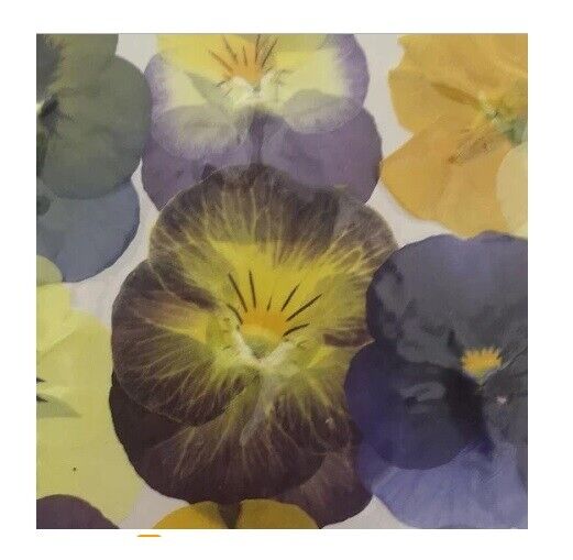 60Pcs/Lot Pressed Dried Viola Tricolor Flower Jewelry Postcard Diy Making Supply