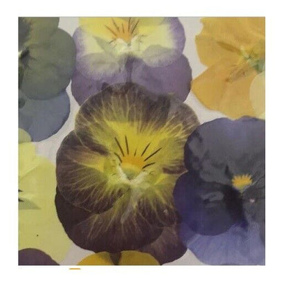60Pcs/Lot Pressed Dried Viola Tricolor Flower Jewelry Postcard Diy Making Supply