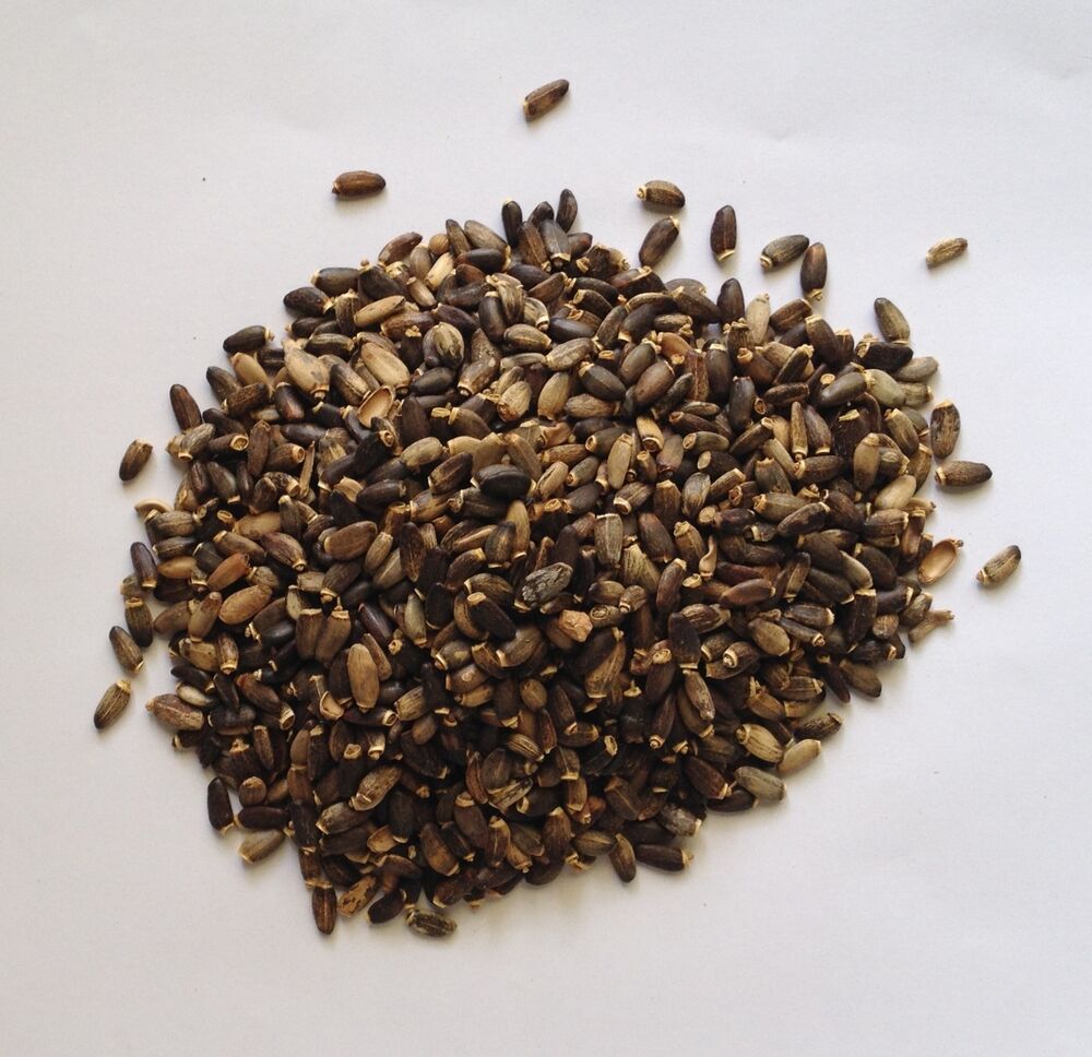 ST MARYS MILK THISTLE SEED PREMIUM HARVEST HERBAL TEA 250g Silybum marianum