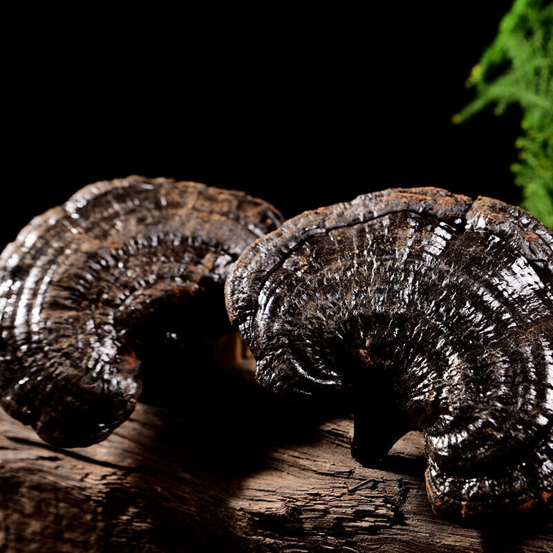 250g/500g Reishi Soup Purple Black Ganoderma Lucidum Lingzhi Mushroom Herbs长白山灵芝
