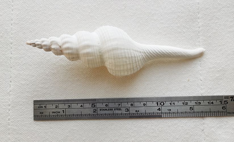 Natural Conch Shells 13-15cm Salisbury's Spindle Seashell Party Home Decorations