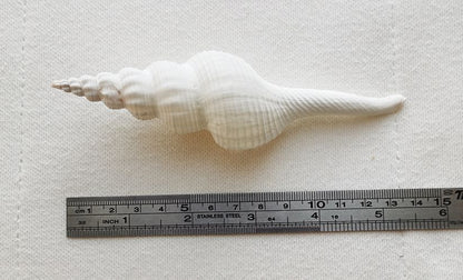 Natural Conch Shells 13-15cm Salisbury's Spindle Seashell Party Home Decorations