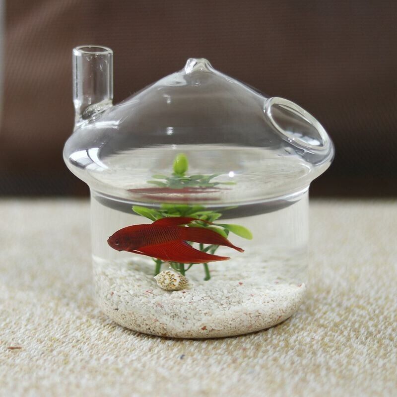 Hanging Glass Vase Mushroom-Shapes Planters Small Rumble Fish Tank 8.5x10x10.5cm