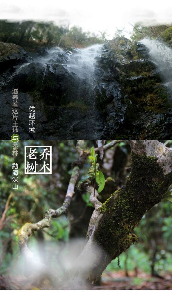 Pu-Erh, old comrade, Liuxiang, 2021y,200g,Ripe