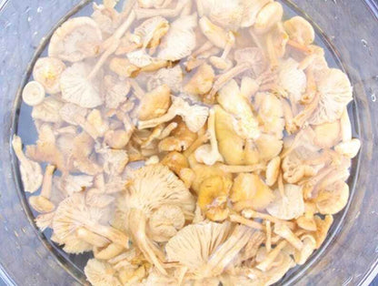 Dried Wild Lentinus Edodes Premium Yellow Champignon Very Delicious Top Quality