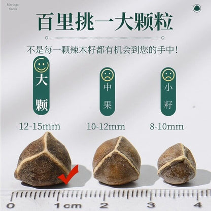 100g TongRenTang Moringa seed 同仁堂辣木籽100g/罐 饱满大果颗粒食用木籽果泡水养生 人工甄选 颗粒饱满 NEW