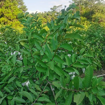 100% Original Guava Leaves Herbal Tea Weight Loss Fat Burner Skin Care