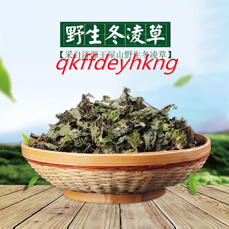 Dong Ling Cao Tea/Chinese herbal 野生冬凌草茶 济源冬凌茶 冬凌草纯叶新鲜 长期呵护咽喉 清咽润喉 500g