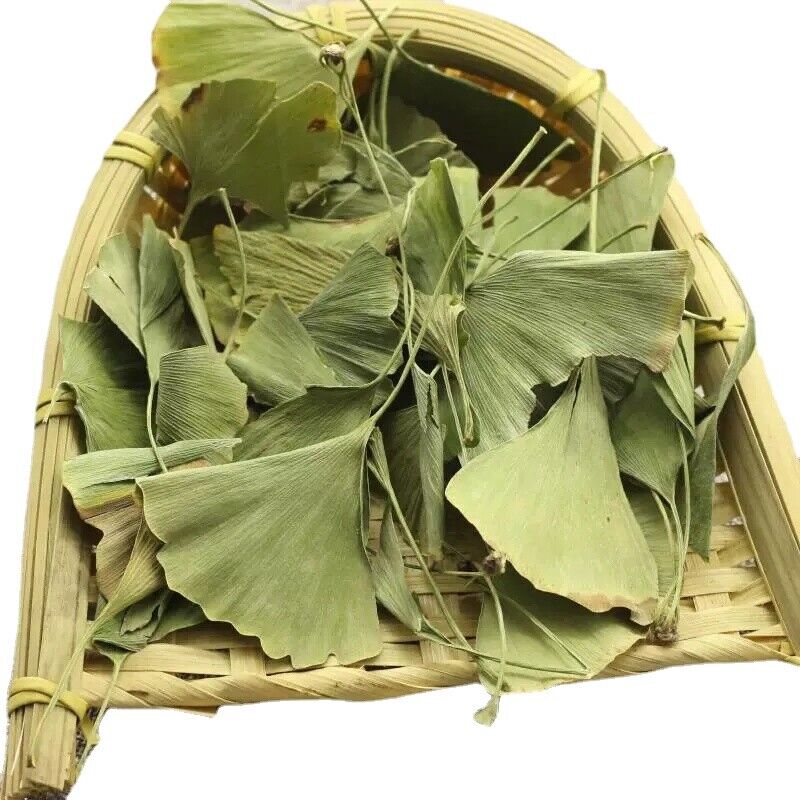 Natural Dried Gingko Biloba Tea Dry Green Gingko Healthy Herbal Gingko Tea 500g