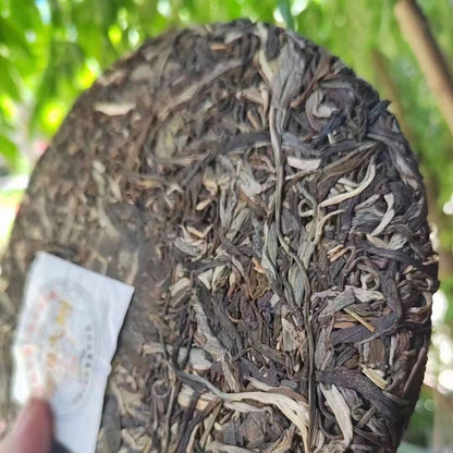 357g Yunnan Raw Pu'er Tea Cake 2022 Bingdao Big Tree Puerh Raw Tea Pu-erh Tea