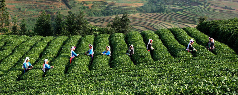 100g Caicheng Fragrant White Tea Moonlight Old Puerh Tea Puer Tea Organic Tea