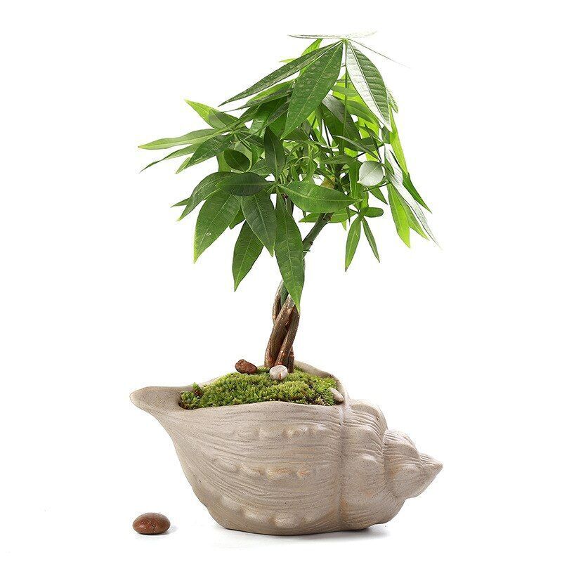 Flower Pot White Pottery Shell Shaped Succulent Plant Holder 21.5x11.5cm Ceramic