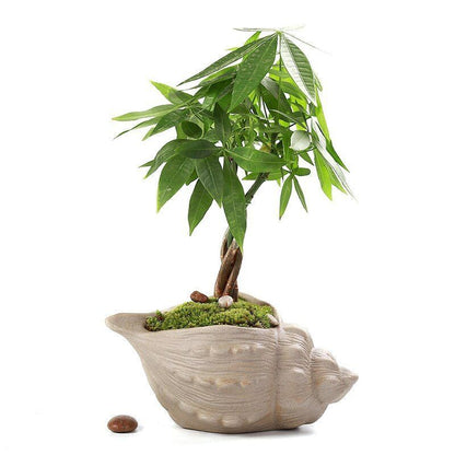 Flower Pot White Pottery Shell Shaped Succulent Plant Holder 21.5x11.5cm Ceramic