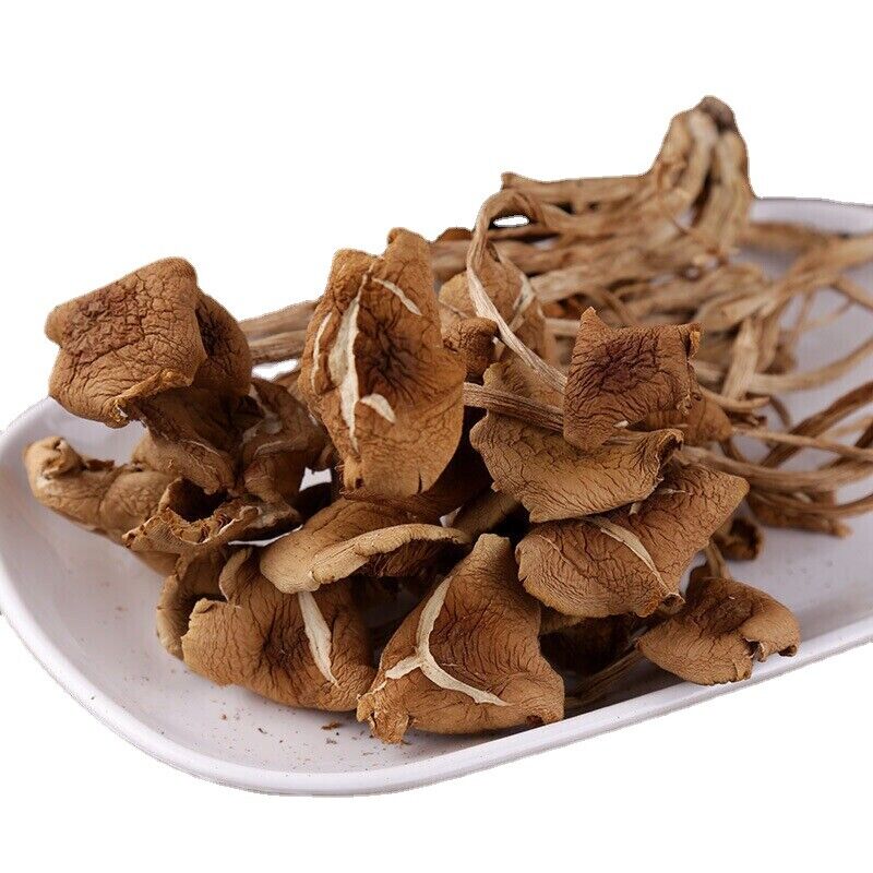 New Premium Dried Tea Tree Mushroom Chinese Herbal Agrocybe Cylindracea 250g/bag