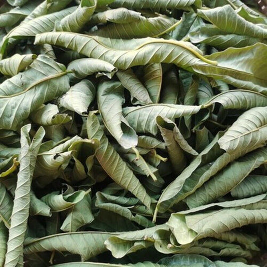 Organic Guava Leave In Bulk Herbal Tea Specialty Tea Slimming Beauty Skin Care