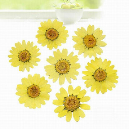 Dried Flowers Pressed Dry Daisy Epoxy Resin Jewelry Making Materials 120Pcs/Lot