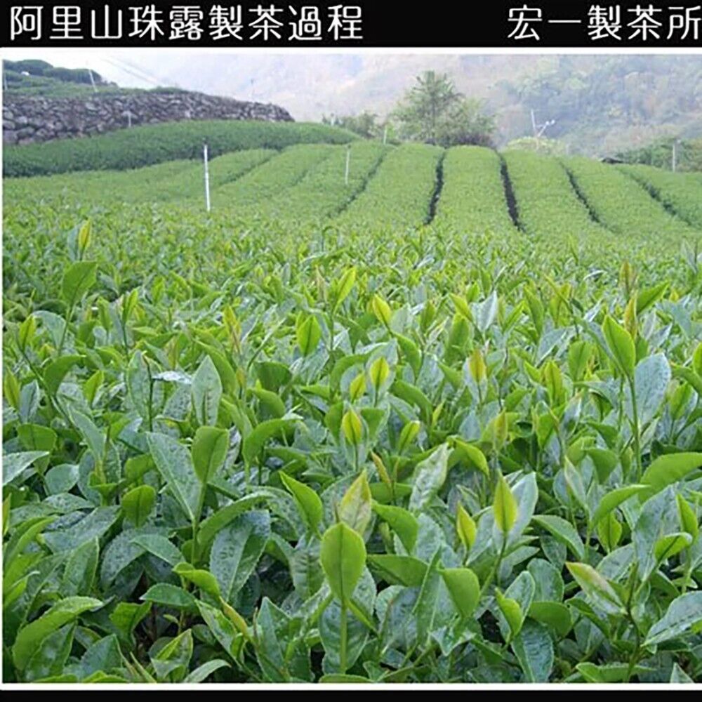 Taiwan unique tea, Alishan Pearl Tea (Alpine Oolong), 300g*2