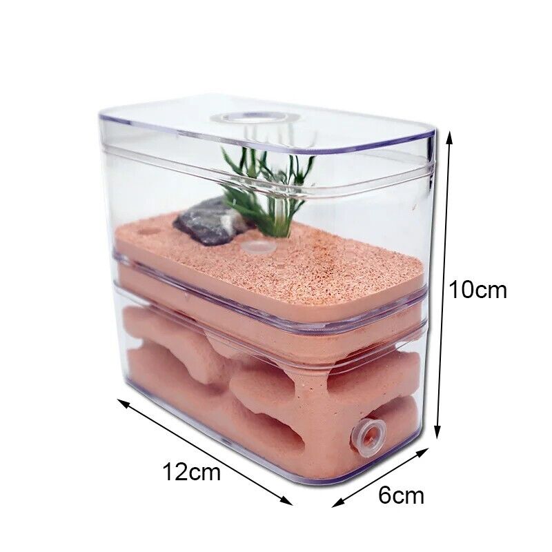 Ant Farm PC Shell+Gypsum Plaster Insects Box Workshop Pet Nest Anthill 12x6x10cm