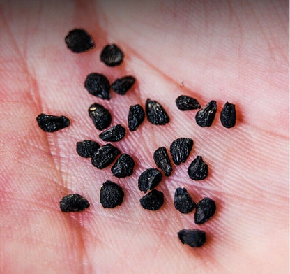 100% natural Sex medicine Semen Allii Tuberosi JIu cai zi Chinese herbal tea