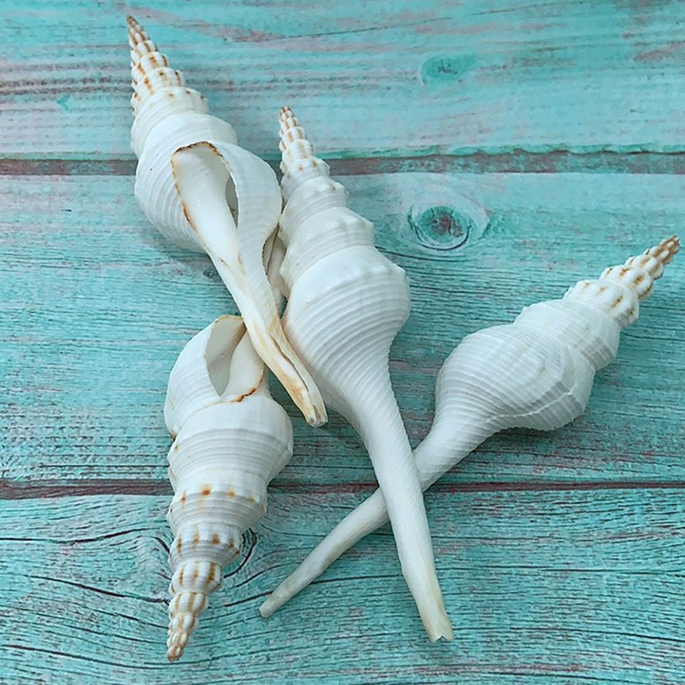 Natural Conch Shells 13-15cm Salisbury's Spindle Seashell Party Home Decorations