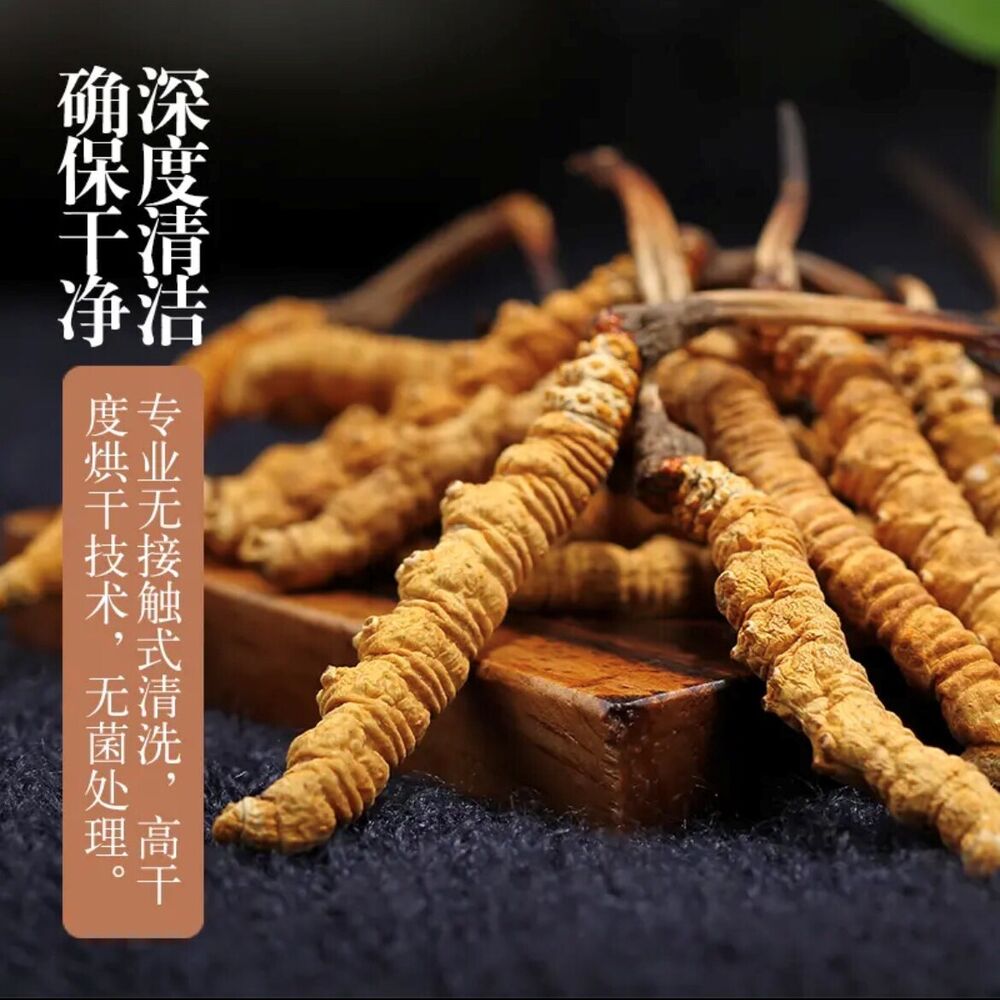 Wild Tibetan Aweto Chinese Caterpillar Fungus Cordyceps Sinensis 10 pieces 5g