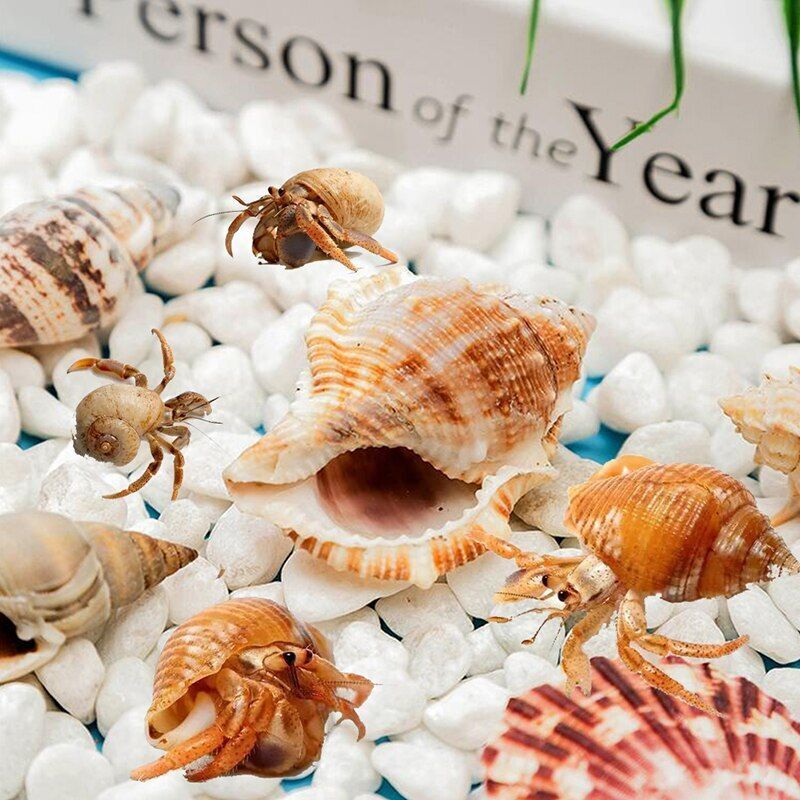 Crab Shells Mixed Ocean Hermit DIY Seashell Fish Tank Wedding Decor 4-6cm 11Pcs