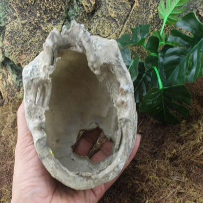 Aquarium Decoration Resin Head Skull Statue Lizard Terrarium Ornament 14x10x11cm