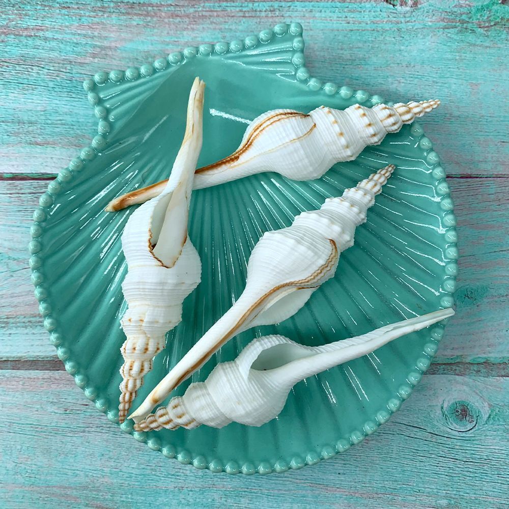 Natural Conch Shells 13-15cm Salisbury's Spindle Seashell Party Home Decorations