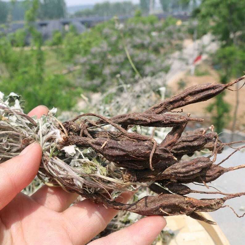 Wild Dried Herba Potentillae Discoloris Discolor Cinquefoil Fan Bai Cao