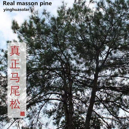 Antioxidant Organic White Pine Needle Tea-40 Bags New