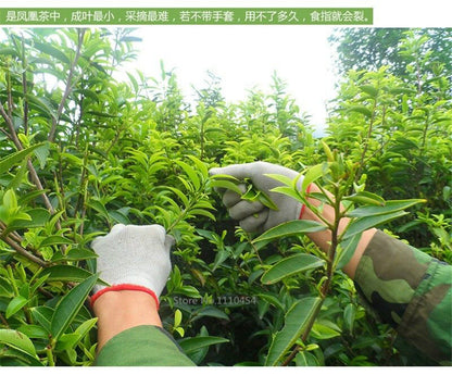 250g 100% Natural Reduce Weight Phoenix Single Longitudinal Tea Oolong Black Tea