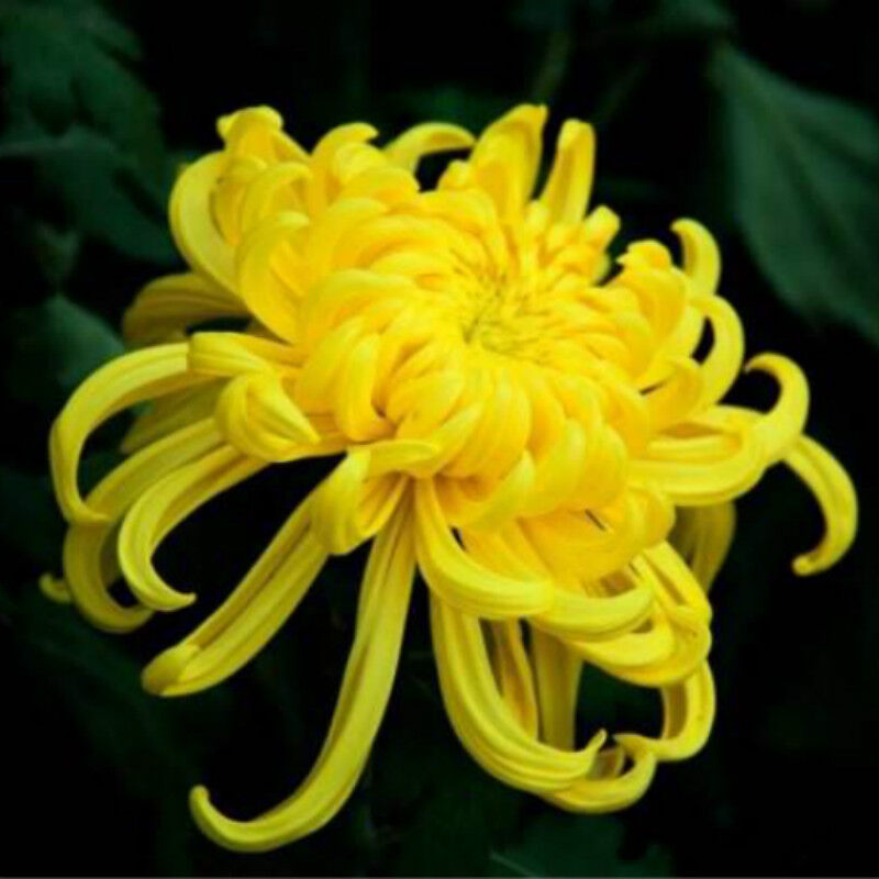 4Pcs GoldHuang Ju Chrysanthemum Dried Flower Tea Loose Organic Herbal Tea Summer