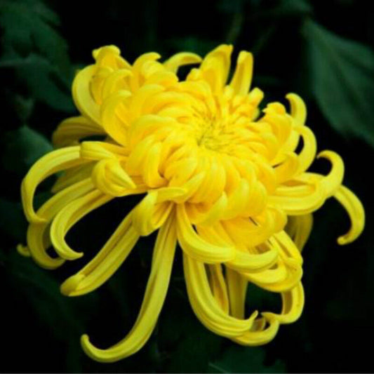 4Pcs GoldHuang Ju Chrysanthemum Dried Flower Tea Loose Organic Herbal Tea Summer