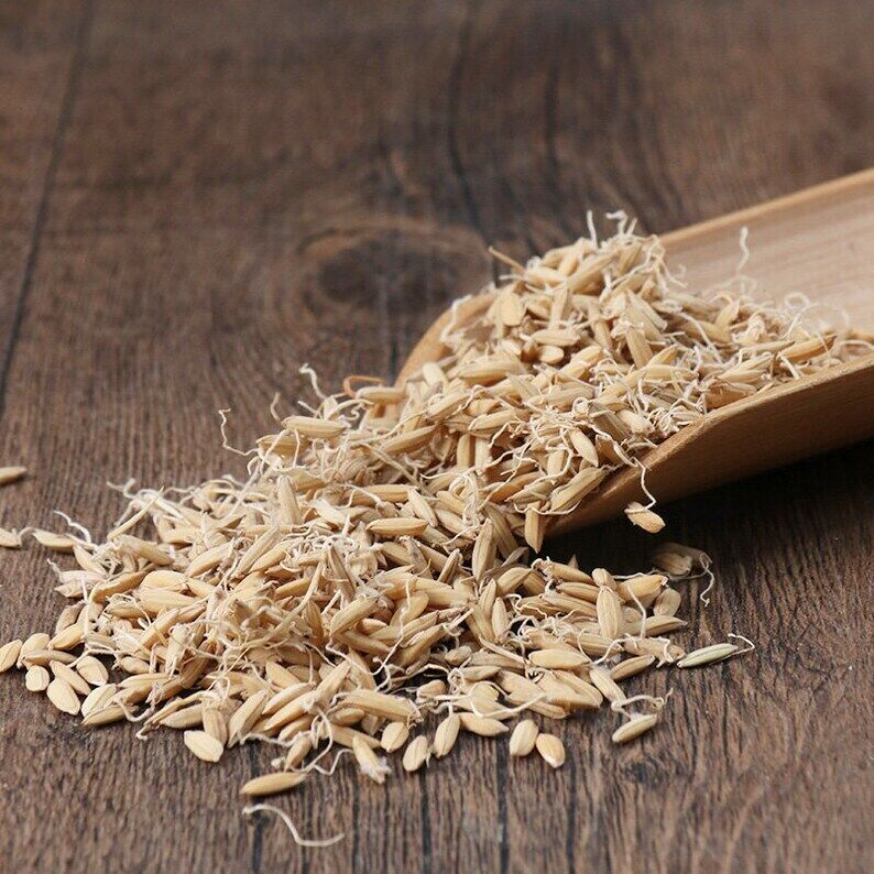 Organic Herbal Rice-grain Sprout Fructus Oryzae Germinatus Great Quality