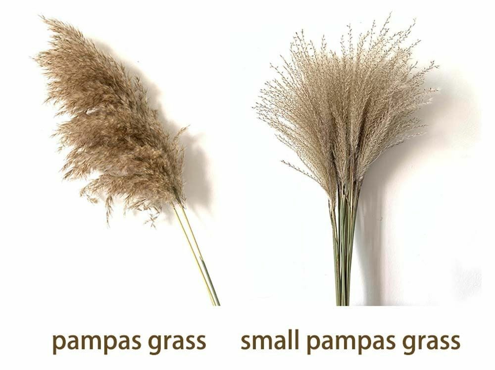 Real Pampas Grass Decor 8/10/20/50 Pcs/Lot Natural Dried Flowers Plants Bouquet