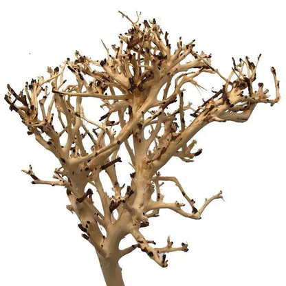 Aquarium Decoration Fish Tank Driftwood Moss Tree Purple Teak Wood Trunk 10-25cm