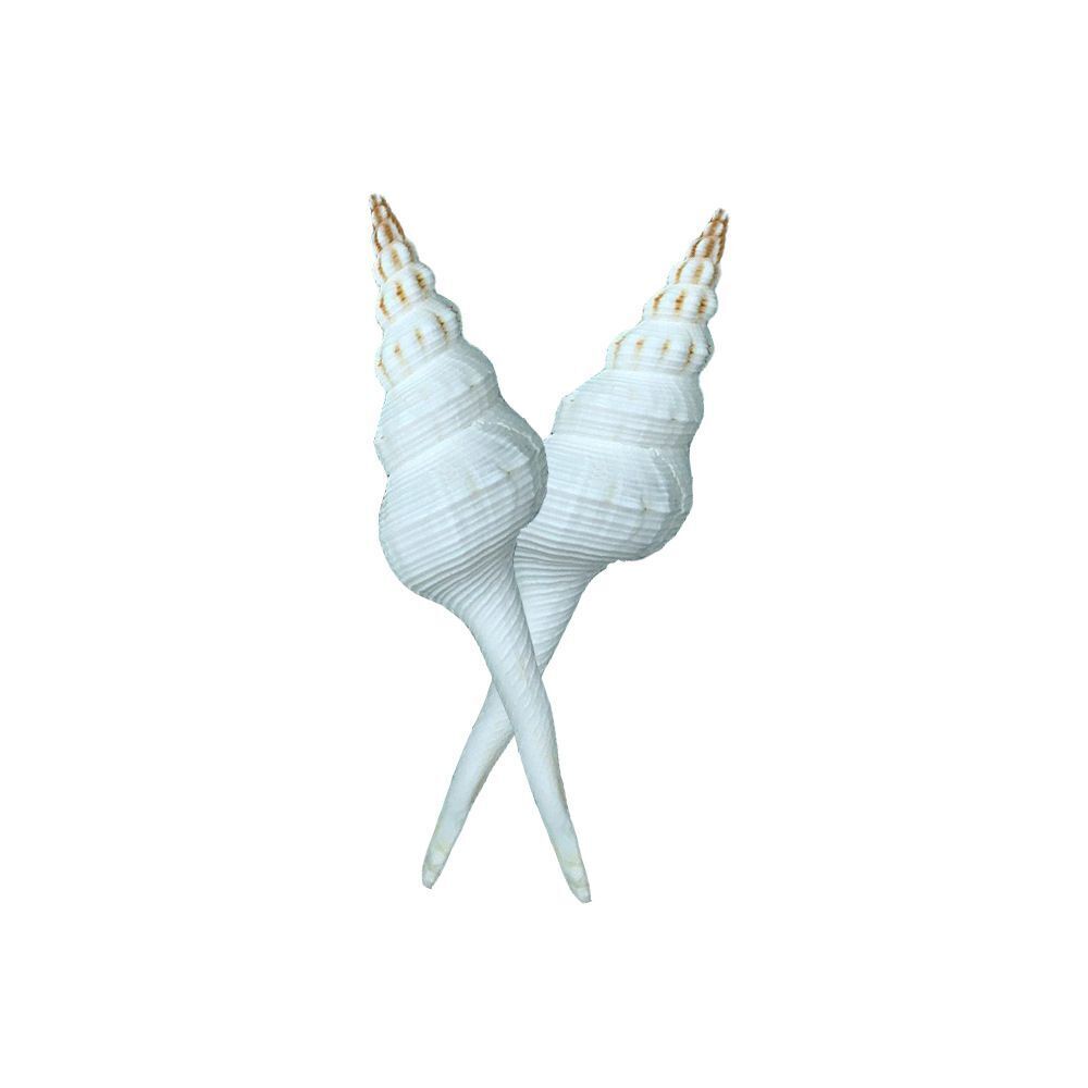 Natural Conch Shells 13-15cm Salisbury's Spindle Seashell Party Home Decorations