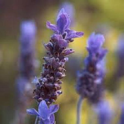 LAVENDER ORGANIC HERBAL TEA 100g Flower Lavendula angustifolia Dried Herb