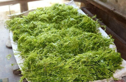 Top Grade ZhangJiaJie Mao Yan Mei Moyeam Natural Wild Vines Teng Cha Herbal Tea