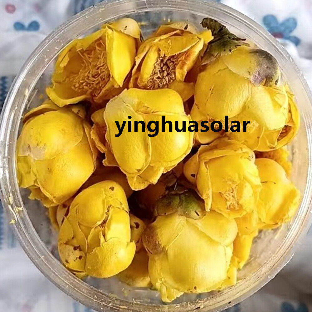 广西金花茶正宗天然金花大朵野生冻干当季特级养生花 East Naturhus Queen of Flowers Golden Flower Tea 25/50g