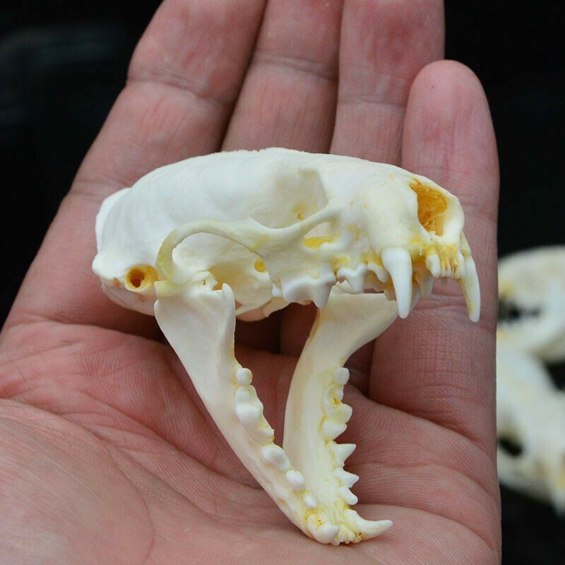 1/2/3/4/5/10Pcs/Lot Mink Skull Specimens 4-9cm Animal Bones Unique Gifts Decors