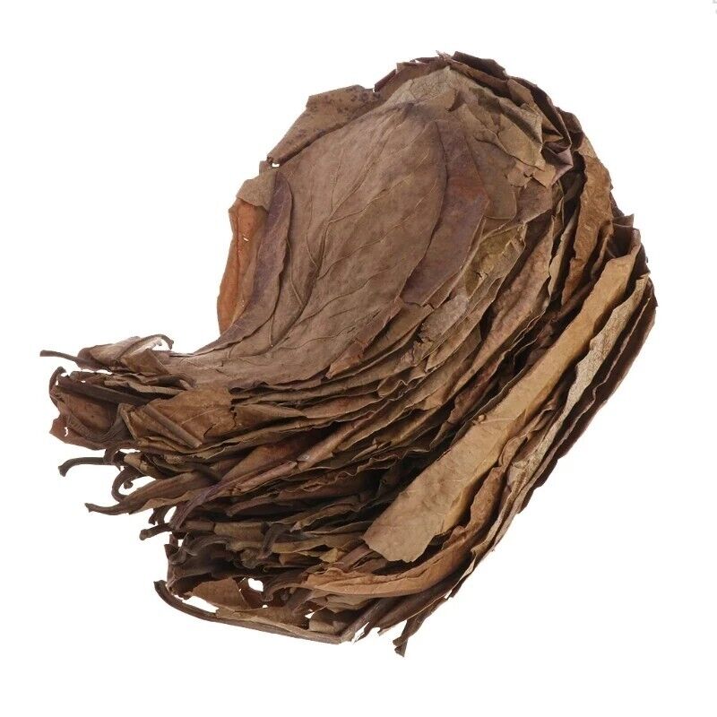 Aquariums Almond Leaves 50 Pcs Catappa Leaf Fish Tank Water Cleaning Accessories