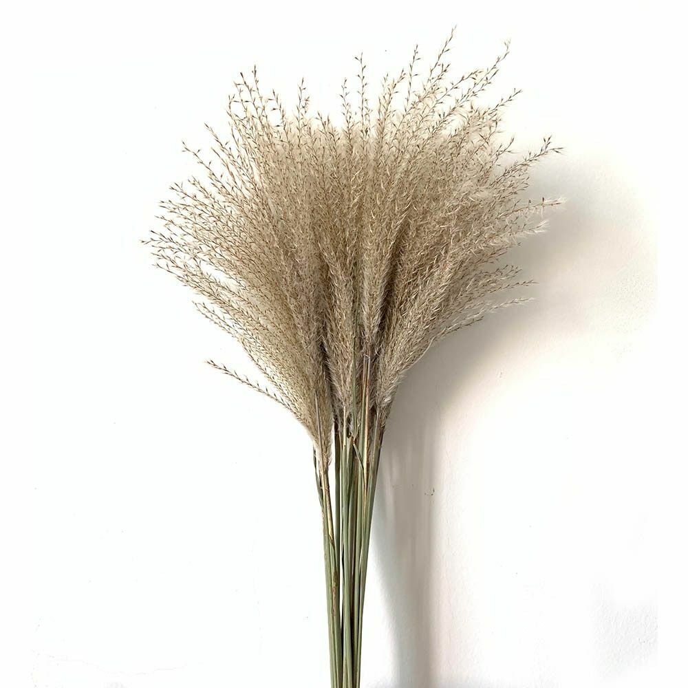 Real Pampas Grass Decor 8/10/20/50 Pcs/Lot Natural Dried Flowers Plants Bouquet