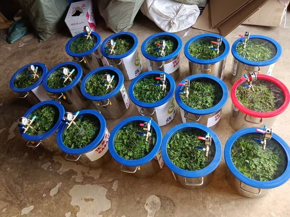 Chinese unique tea - Nie Qun Hao GABA Green Tea, 2023, 250g