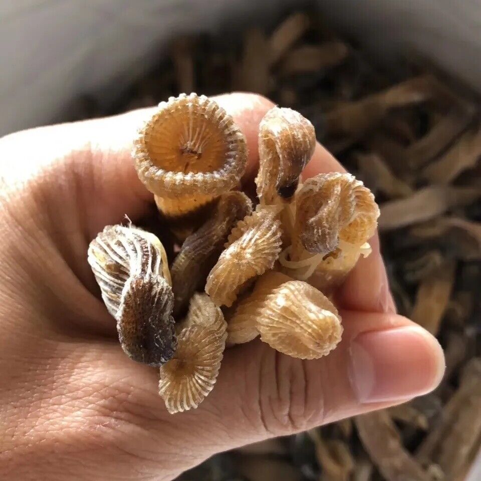 50 gram Top quality New Precious dried seafood Sipunculus nudus sandworm 沙虫