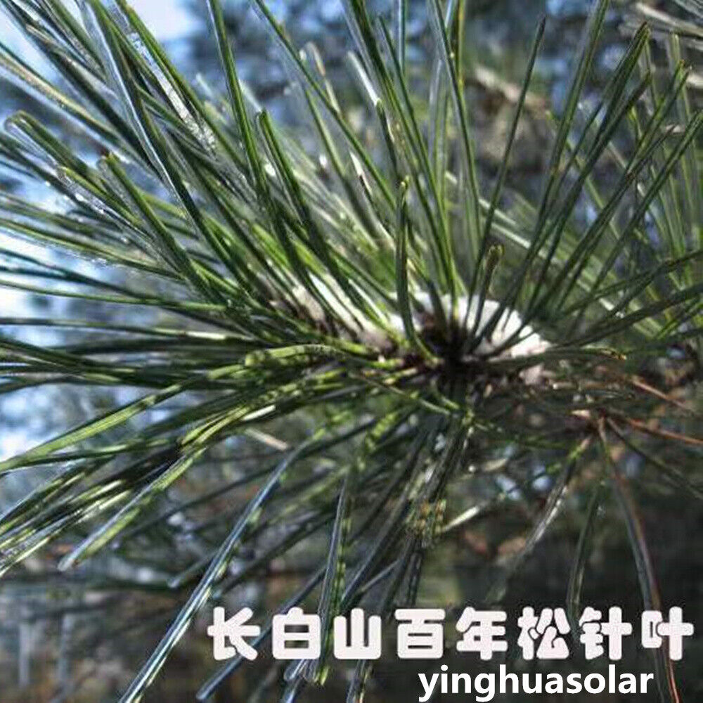 有机松针茶Pine Needle Tea Organic Loose Respiratory Support Immunity Enhancement 500g