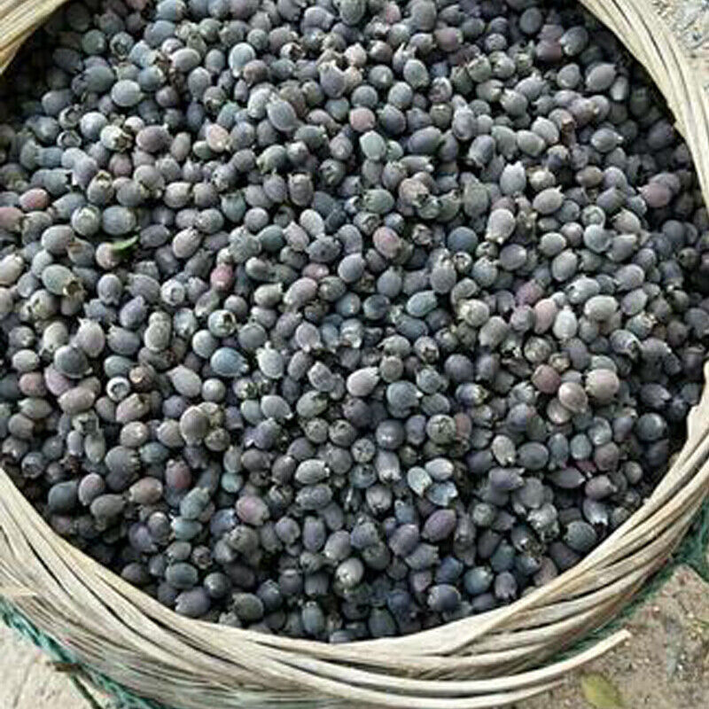 Dried Herbal Tea Dried Rhodomyrtus Tomentosa Fruits,-